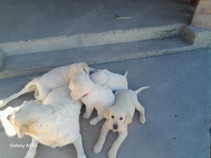 Căței labrador caută  stăpâni iubitori - imagine 4 Căței labrador caută  stăpâni iubitori - imagine 4