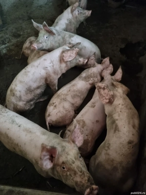 Porci de vanzare. - imagine 3 Porci de vanzare. - imagine 3