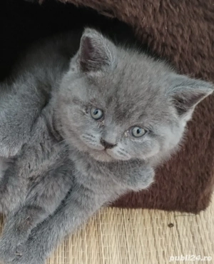 de vânzare  - imagine 2 de vânzare  - imagine 2