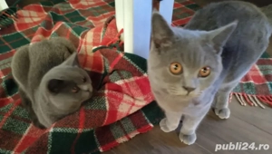 de vânzare  - imagine 4 de vânzare  - imagine 4