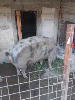 Vind  purcea  - imagine 3 Vind  purcea  - imagine 3