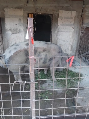 Vind  purcea  - imagine 2 Vind  purcea  - imagine 2