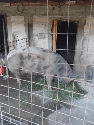 Vind  purcea  - imagine 5 Vind  purcea  - imagine 5