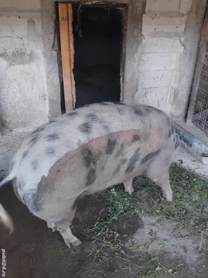 Vind  purcea  - imagine 4 Vind  purcea  - imagine 4