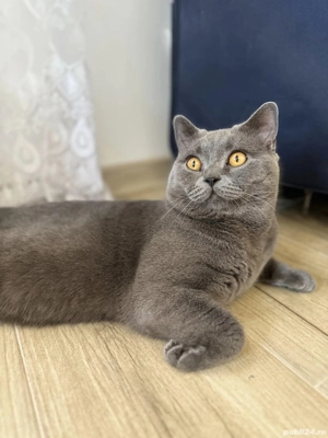 Pui british shorthair colour point - imagine 4 Pui british shorthair colour point - imagine 4
