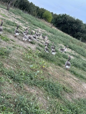 Vând gaste detaliii în privat - imagine 2