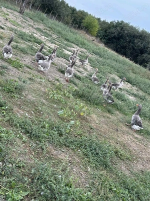 Vând gaste detaliii în privat - imagine 3