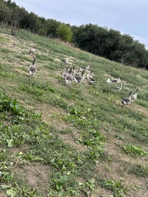 Vând gaste detaliii în privat