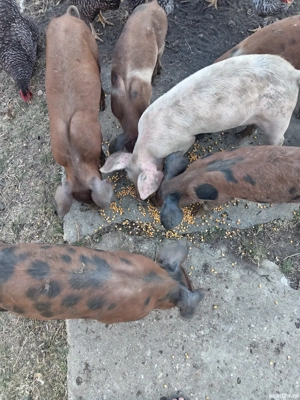 purcei de vînzare  - imagine 2