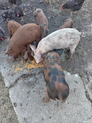 purcei de vînzare  - imagine 3