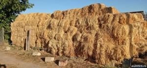 Baloți neplouați de vânzare iarbă şi ovăz fân  - imagine 3 Baloți neplouați de vânzare iarbă şi ovăz fân  - imagine 3