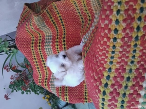 Bichon maltez cu vaccin si carnet de sănătatea,mai multe detalii in pv - imagine 3 Bichon maltez cu vaccin si carnet de sănătatea,mai multe detalii in pv - imagine 3