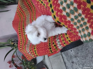 Bichon maltez cu vaccin si carnet de sănătatea,mai multe detalii in pv - imagine 2 Bichon maltez cu vaccin si carnet de sănătatea,mai multe detalii in pv - imagine 2