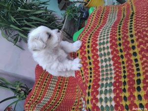 Bichon maltez cu vaccin si carnet de sănătatea,mai multe detalii in pv