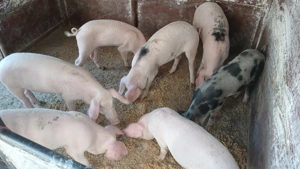 Purcei de vânzare ultimele exemplare!