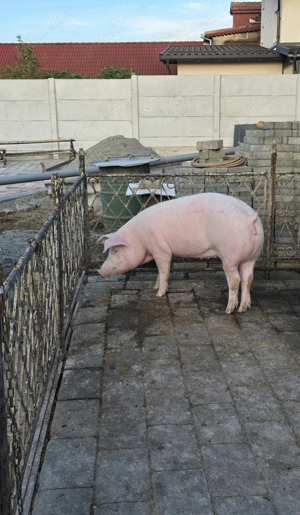 Vând scrofiță - imagine 2