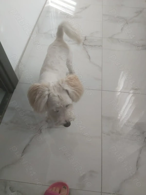 Donez cățel bichon  - imagine 3