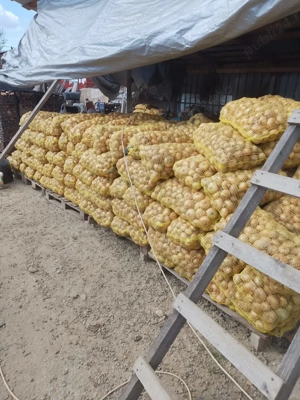 Ceapa galbena kg engro