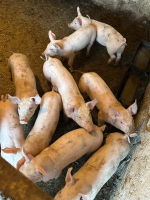 Vand purcei de carne 