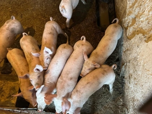 Vand purcei de carne  - imagine 2