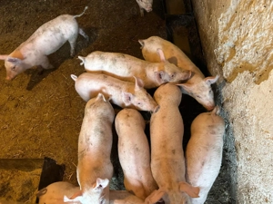 Vand purcei de carne  - imagine 4