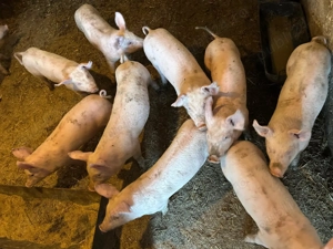 Vand purcei de carne  - imagine 3