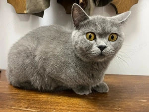 Pisica British shorthair blue pret avantajos - imagine 2 Pisica British shorthair blue pret avantajos - imagine 2