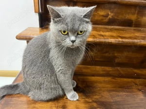 Pisica British shorthair blue pret avantajos
