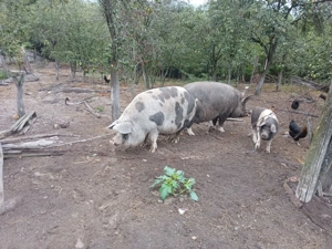 vand porci - imagine 2