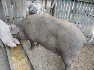 vand porci - imagine 4