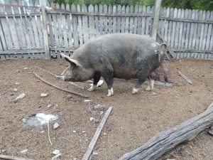 vand porci - imagine 3