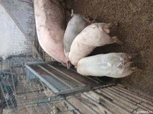 vand scroafa si doi vieruti 