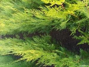 gard viu tuia biota  - imagine 2