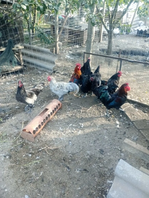 Cocosi australorp an 2025 - imagine 4 Cocosi australorp an 2025 - imagine 4