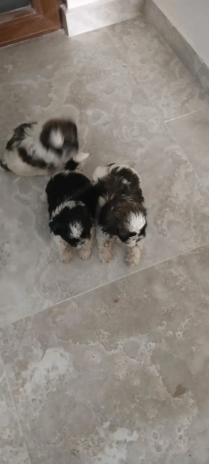 Cățeluși Shi-Tzu (băiețel fetița) - imagine 4