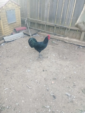 Cocosi australorp an 2025