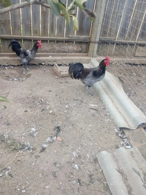 Cocosi australorp an 2025 - imagine 2 Cocosi australorp an 2025 - imagine 2