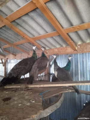 de vânzare  - imagine 2