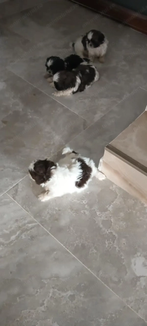 Cățeluși Shi-Tzu (băiețel fetița) - imagine 2