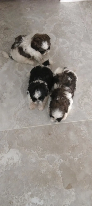 Cățeluși Shi-Tzu (băiețel fetița) - imagine 3