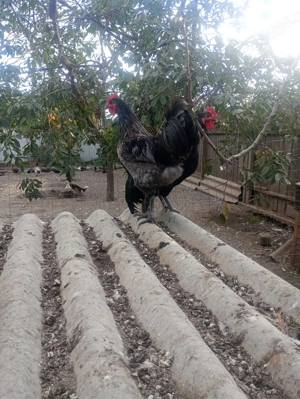 Cocosi australorp an 2025 - imagine 6 Cocosi australorp an 2025 - imagine 6