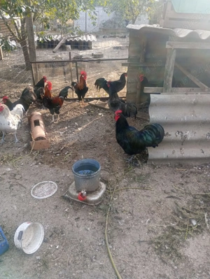 Cocosi australorp an 2025 - imagine 5 Cocosi australorp an 2025 - imagine 5