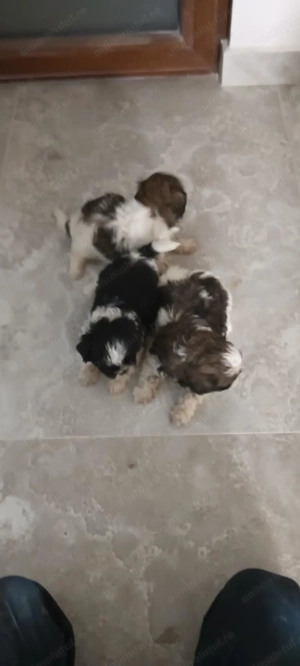 Cățeluși Shi-Tzu (băiețel fetița) - imagine 5