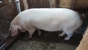 Porc de vanzare-femenina...