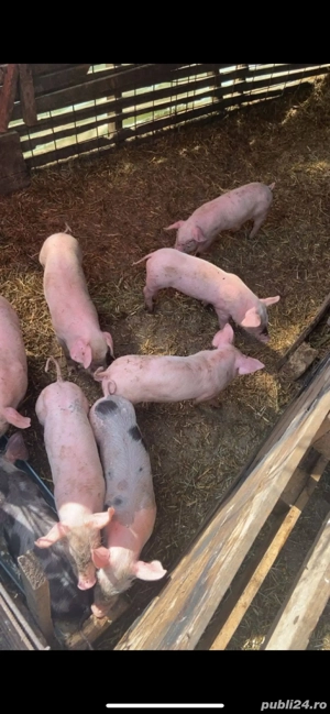 vand purcei de rasa(25-30kg) - imagine 3 vand purcei de rasa(25-30kg) - imagine 3