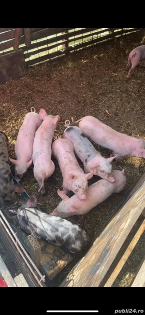 vand purcei de rasa(25-30kg) - imagine 2 vand purcei de rasa(25-30kg) - imagine 2