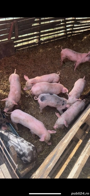 vand purcei de rasa(25-30kg) - imagine 5 vand purcei de rasa(25-30kg) - imagine 5