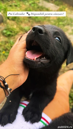 Labrador negru - imagine 3
