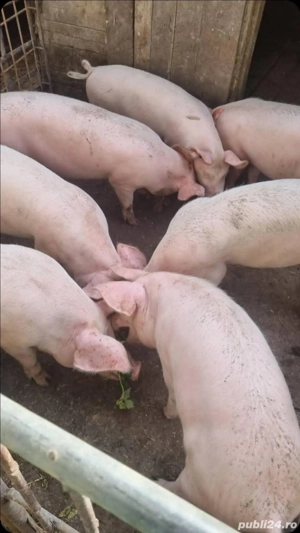 Porc si Soldani de Vanzare