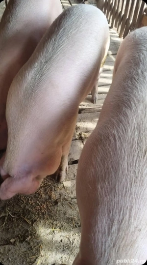 Porc si Soldani de Vanzare - imagine 2 Porc si Soldani de Vanzare - imagine 2